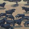 "Blue Cattle" oil on canvas 22" x 28" $645.00
